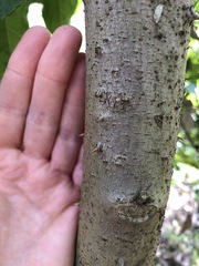 Solanum chrysotrichum