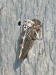 Populicerus formosus