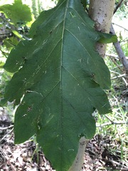 Solanum chrysotrichum
