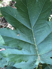 Solanum chrysotrichum