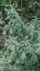 Leonurus quinquelobatus