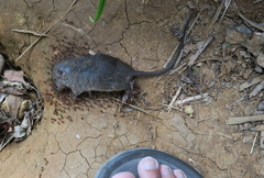 Crocidura rapax tadae