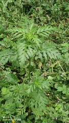 Ambrosia artemisiifolia