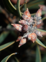 Hakea stenocarpa