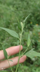 Atriplex patula