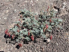Astragalus cottonii