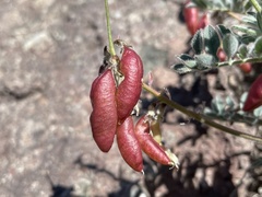 Astragalus cottonii