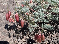 Astragalus cottonii