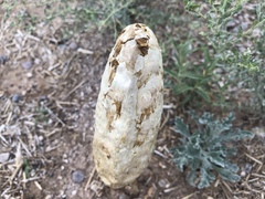 Podaxis pistillaris image