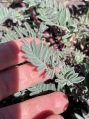 Astragalus cottonii
