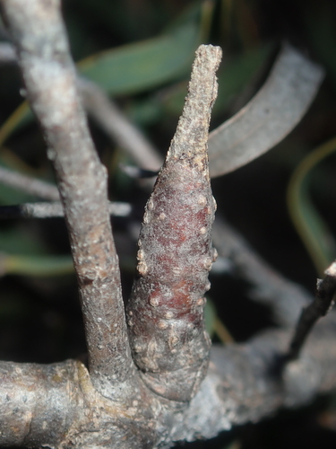 Image of Hakea stenocarpa by (c) Thomas Mesaglio, some rights reserved (CC BY)