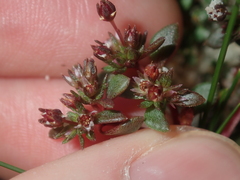 Crassula closiana