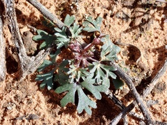 Trachymene cyanopetala