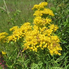 Solidago nitida