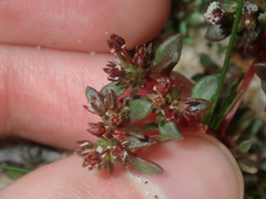Crassula closiana