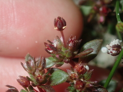 Crassula closiana