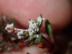 Crassula closiana