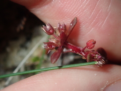 Crassula closiana