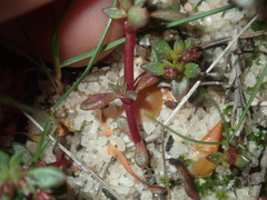 Crassula closiana