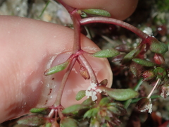 Crassula closiana