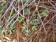 Trachymene cyanopetala