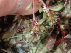 Crassula closiana