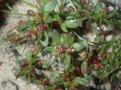 Crassula closiana