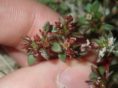 Crassula closiana