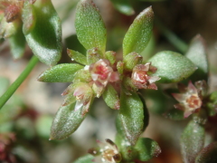 Crassula closiana