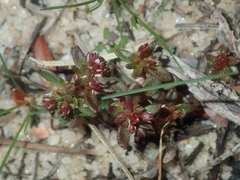 Crassula closiana