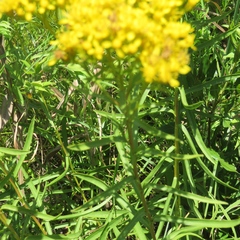 Solidago nitida
