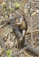 Sceloporus siniferus