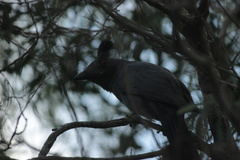 Coracina caledonica caledonica