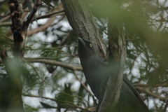 Coracina caledonica caledonica