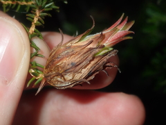 Darwinia helichrysoides