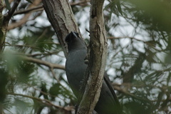 Coracina caledonica caledonica
