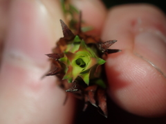 Darwinia helichrysoides