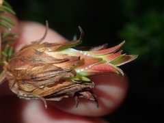 Darwinia helichrysoides
