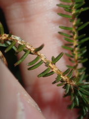 Darwinia helichrysoides