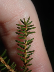 Darwinia helichrysoides