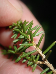 Darwinia helichrysoides