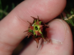 Darwinia helichrysoides