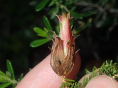 Darwinia helichrysoides
