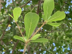 Terminalia mantaly