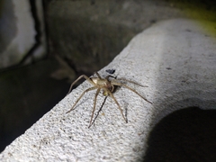 Dolomedes sulfureus