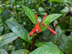 Fuchsia putumayensis