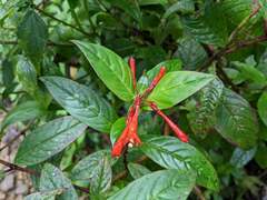 Fuchsia putumayensis