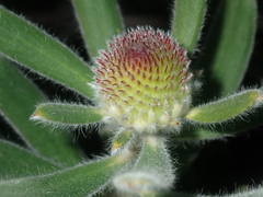 Isopogon sphaerocephalus
