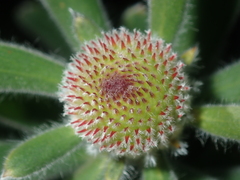 Isopogon sphaerocephalus