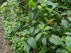 Fuchsia putumayensis
